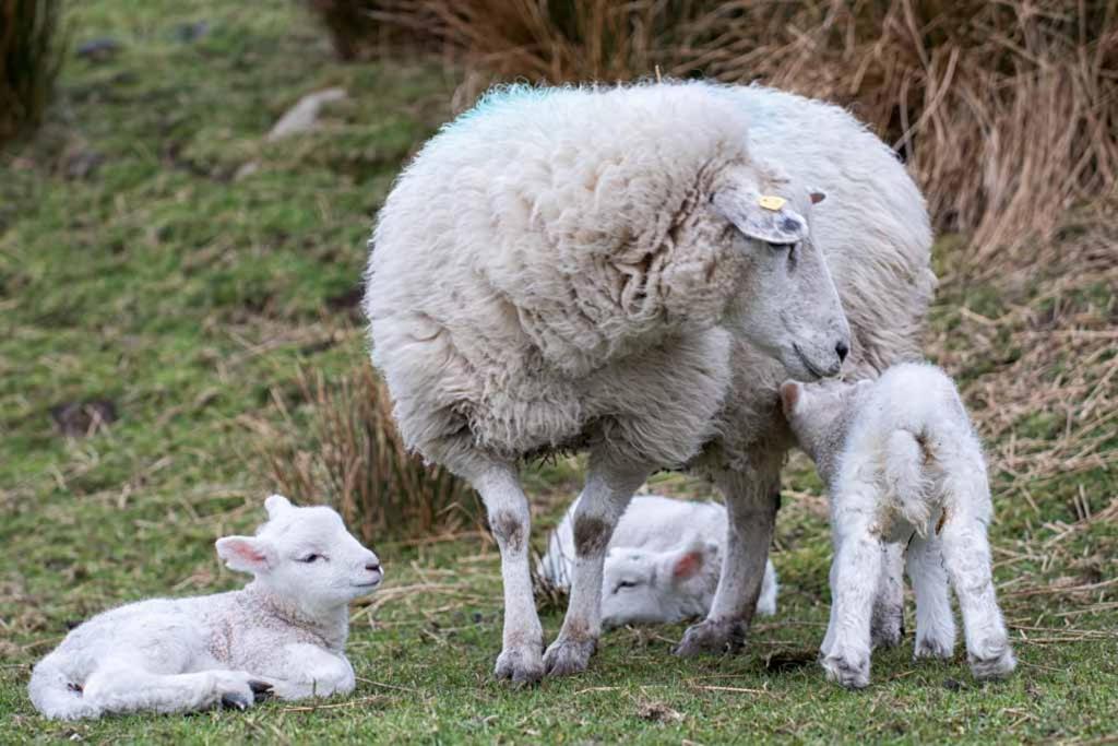 Devlin Farm Life Villa Westport Ngoại thất bức ảnh